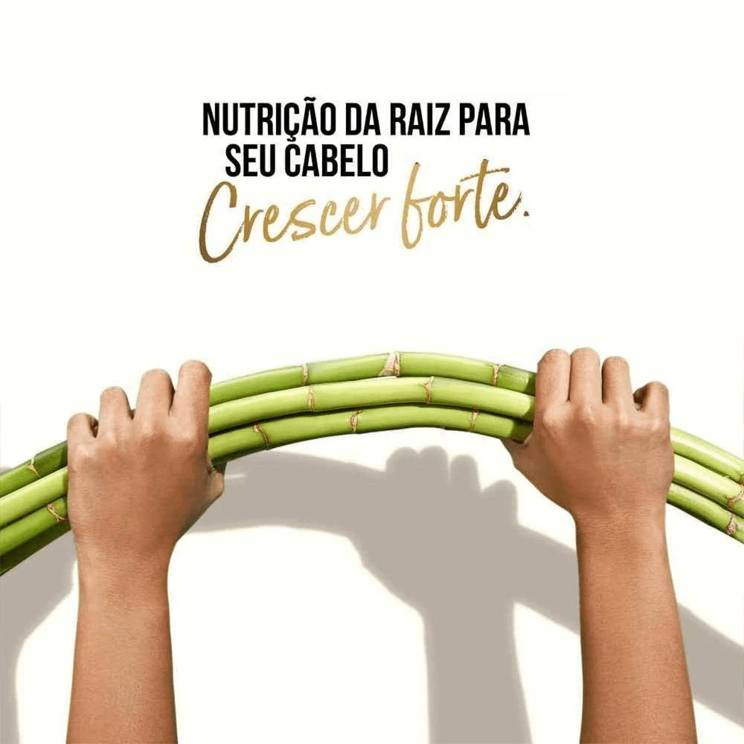 Embalagem transparente do Shampoo Pantene Bambu Nutre & Cresce com hastes de bambu